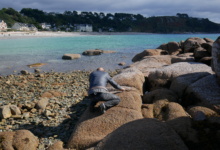 Mike Schertzer, Plage de Tresmeur à Trébeurden
